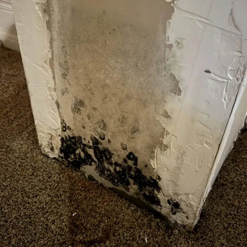 Professional Mold Removal in Clarke County, VA